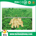 2013 new crop peanuts with lowest price